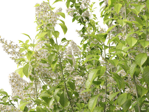 HighpolyLowpoly Prunus padus - Bird Cherry Model 3D