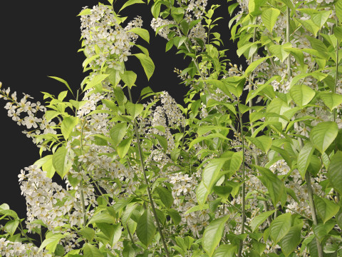 HighpolyLowpoly Prunus padus - Bird Cherry Model 3D