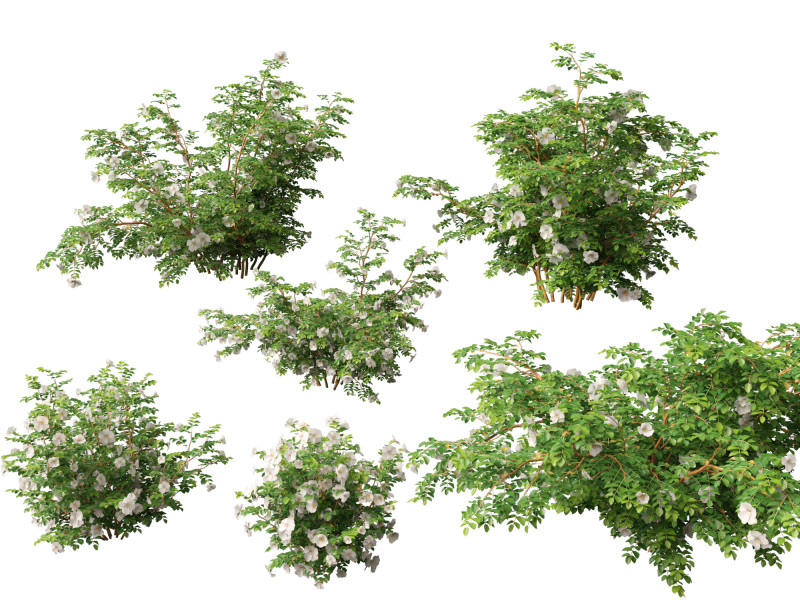 HighpolyLowpoly Rosa Pimpinellifolia - Burnet Rose Modello 3D .c4d .max .obj .3ds .fbx .stl .blend