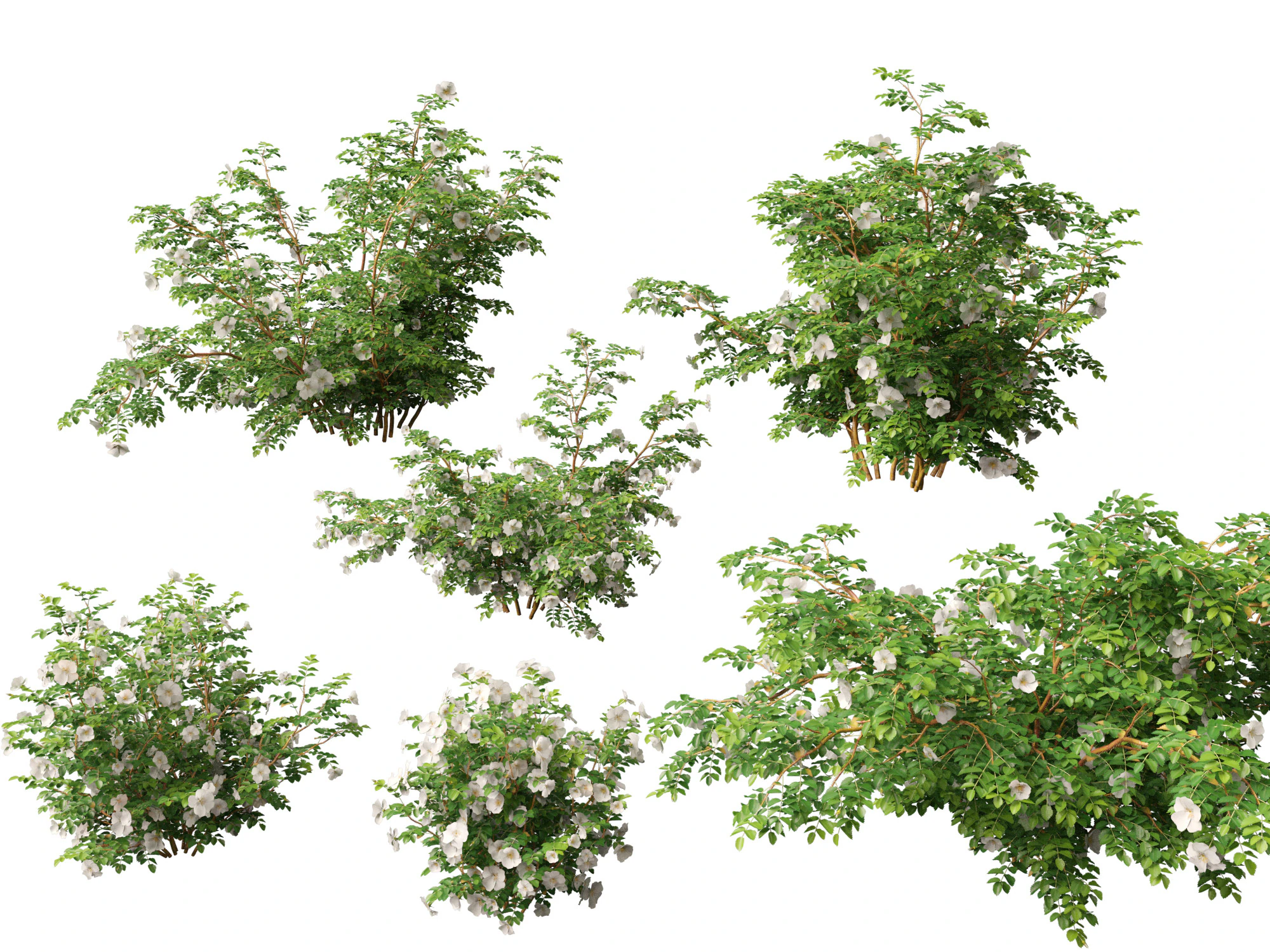 HighpolyLowpoly Rosa Pimpinellifolia - Burnet Rose Modelo 3D .c4d .max .obj .3ds .fbx .stl .blend 
