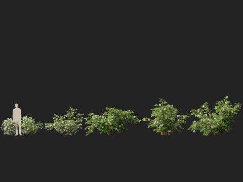 HighpolyLowpoly Rosa Pimpinellifolia - Burnet Rose Modello 3D