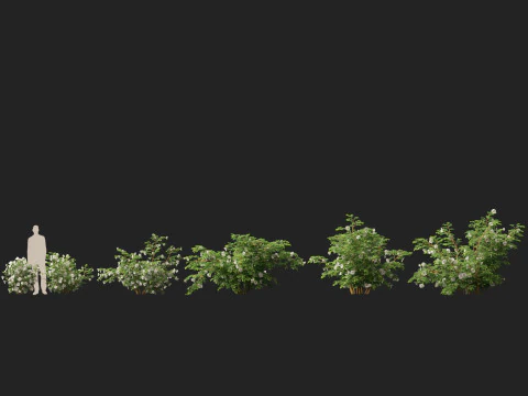 HighpolyLowpoly Rosa Pimpinellifolia - Burnet Rose Modelo 3D