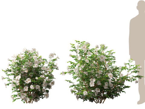 HighpolyLowpoly Rosa Pimpinellifolia - Burnet Rose Modello 3D