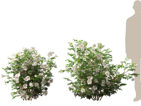 HighpolyLowpoly Rosa Pimpinellifolia - Burnet Rose Modelo 3D