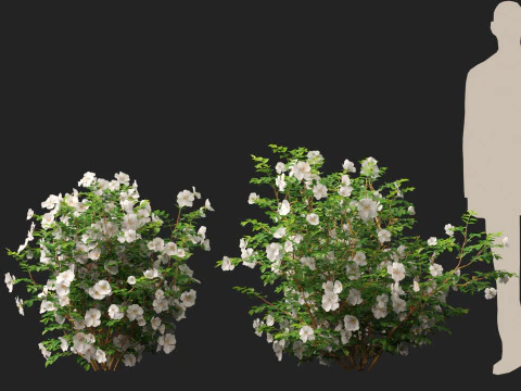 HighpolyLowpoly Rosa Pimpinellifolia - Burnet Rose Modelo 3D