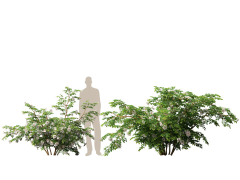 HighpolyLowpoly Rosa Pimpinellifolia - Burnet Rose Modello 3D