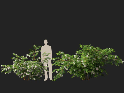 HighpolyLowpoly Rosa Pimpinellifolia - Burnet Rose Modelo 3D