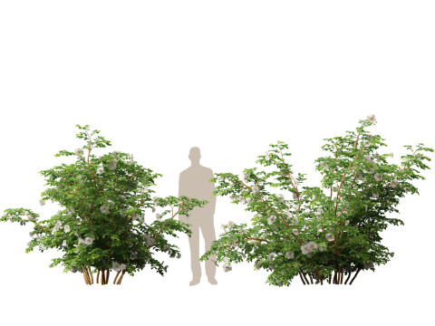 HighpolyLowpoly Rosa Pimpinellifolia - Burnet Rose Modello 3D