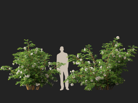 HighpolyLowpoly Rosa Pimpinellifolia - Burnet Rose Modello 3D