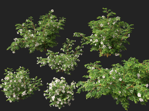 HighpolyLowpoly Rosa Pimpinellifolia - Burnet Rose Modello 3D