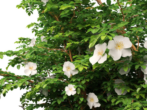 HighpolyLowpoly Rosa Pimpinellifolia - Burnet Rose Modello 3D