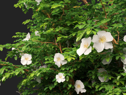 HighpolyLowpoly Rosa Pimpinellifolia - Burnet Rose Modello 3D