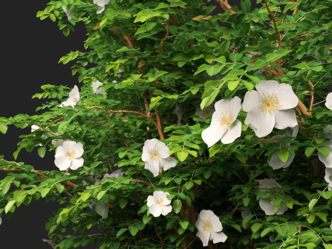 HighpolyLowpoly Rosa Pimpinellifolia - Burnet Rose Modelo 3D