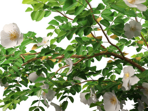 HighpolyLowpoly Rosa Pimpinellifolia - Burnet Rose Modello 3D
