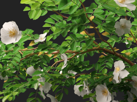HighpolyLowpoly Rosa Pimpinellifolia - Burnet Rose Modello 3D