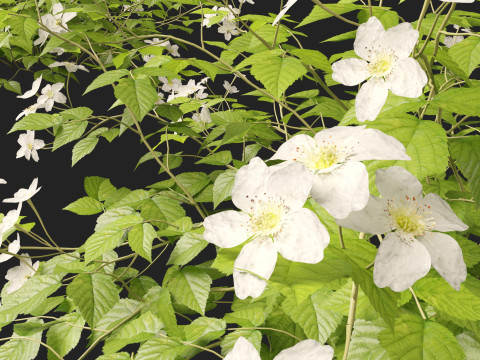 HighpolyLowpoly Rubus Caesius - European Dewberry 3D 모델