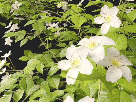 HighpolyLowpoly Rubus Caesius - European Dewberry 3D Model