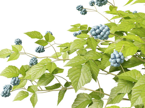 HighpolyLowpoly Rubus Caesius - European Dewberry 3D Model