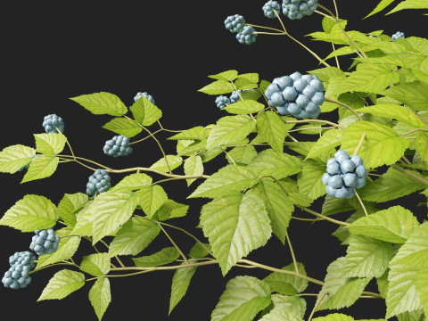 HighpolyLowpoly Rubus Caesius - European Dewberry 3D Model