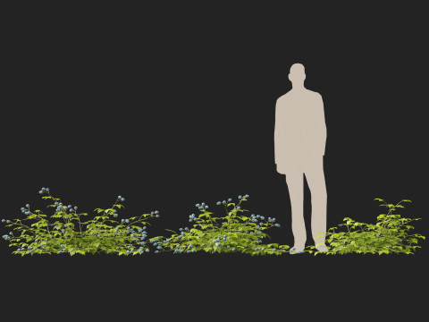 HighpolyLowpoly Rubus Caesius - European Dewberry 3D 모델