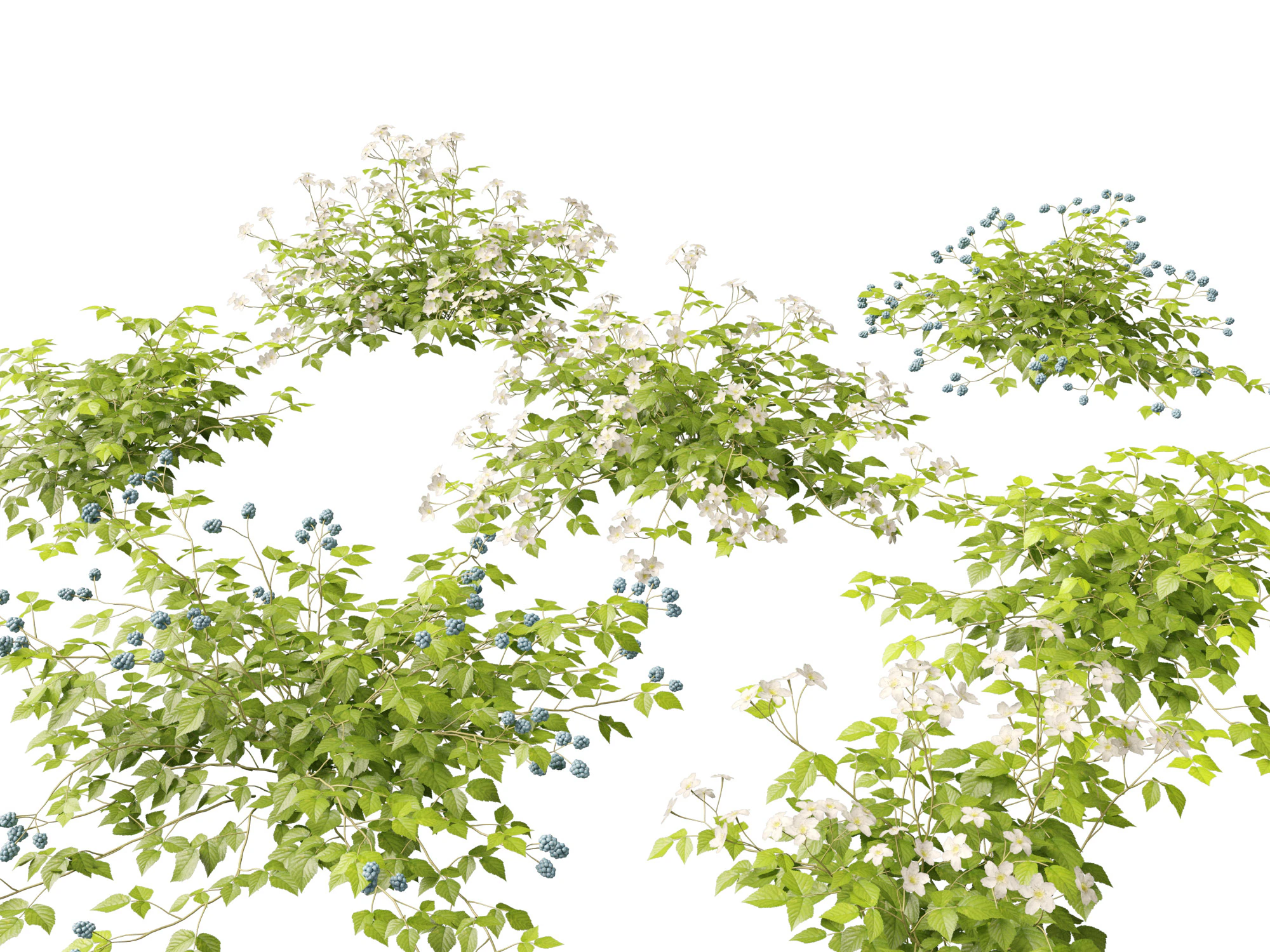 HighpolyLowpoly Rubus Caesius - European Dewberry 3D Model .c4d .max .obj .3ds .fbx .stl .blend
