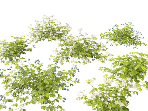 HighpolyLowpoly Rubus Caesius - European Dewberry 3D Model
