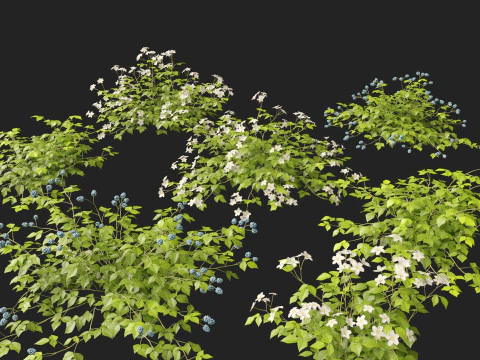 HighpolyLowpoly Rubus Caesius - European Dewberry 3D Model