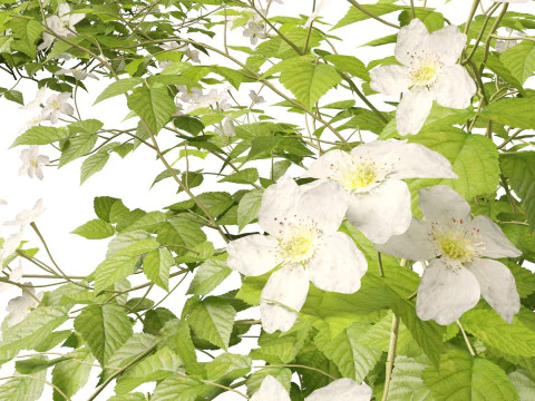 HighpolyLowpoly Rubus Caesius - European Dewberry 3D Model