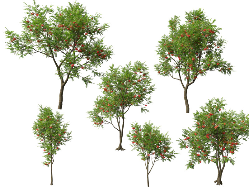 HighpolyLowpoly Sorbus Aucuparia - Mountain Ash Modèle 3D .c4d .max .obj .3ds .fbx .stl .blend