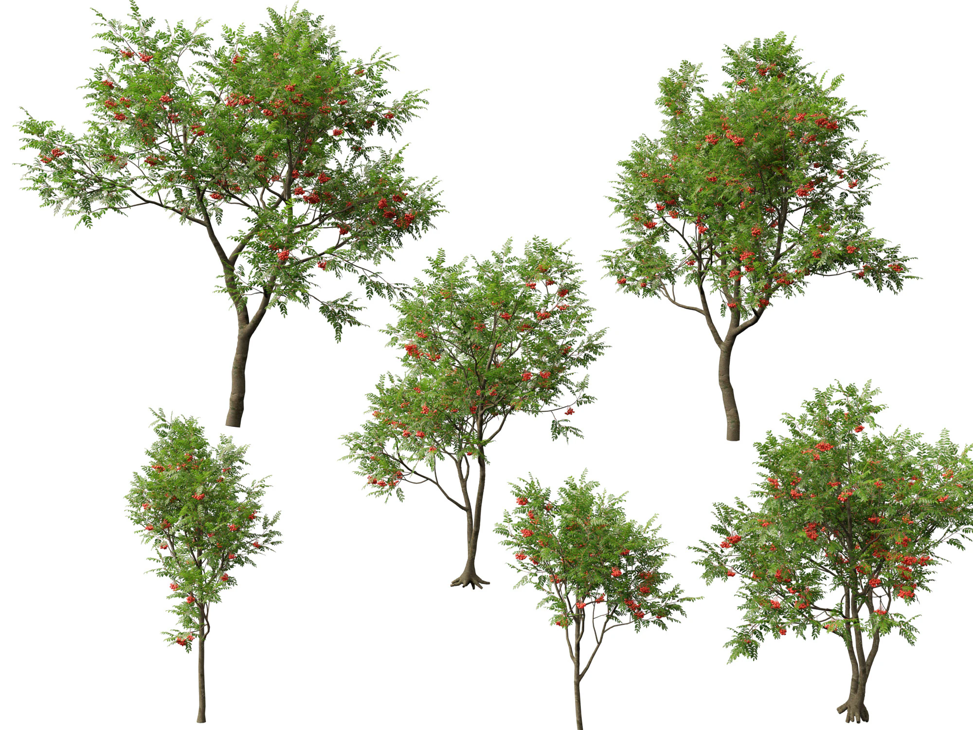 HighpolyLowpoly Sorbus Aucuparia - Mountain Ash 3D Model .c4d .max .obj .3ds .fbx .stl .blend 