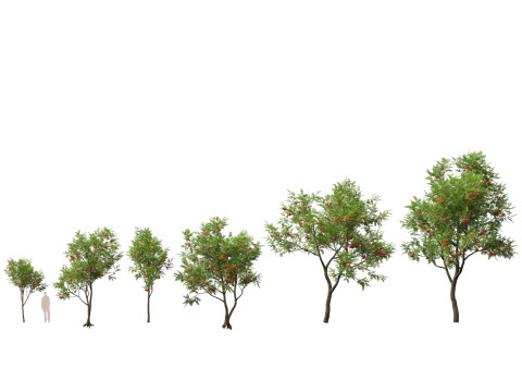 HighpolyLowpoly Sorbus Aucuparia - Mountain Ash Modèle 3D
