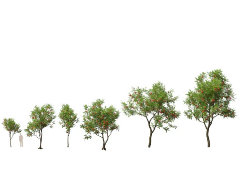 HighpolyLowpoly Sorbus Aucuparia - Mountain Ash 3D Model