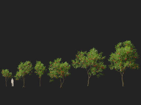 HighpolyLowpoly Sorbus Aucuparia - Mountain Ash Modèle 3D