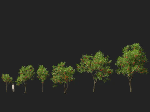 HighpolyLowpoly Sorbus Aucuparia - Mountain Ash 3D Model