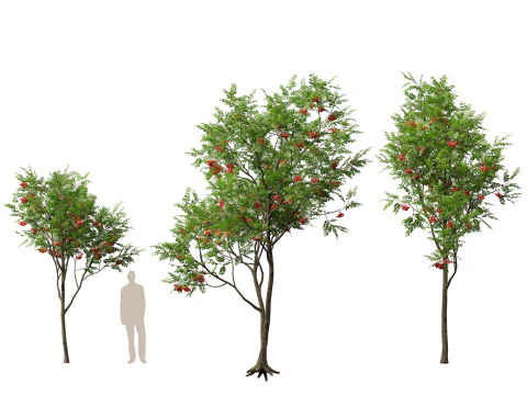 HighpolyLowpoly Sorbus Aucuparia - Mountain Ash 3D Model