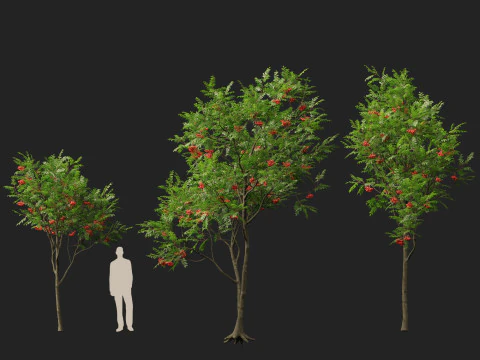 HighpolyLowpoly Sorbus Aucuparia - Mountain Ash 3D Model