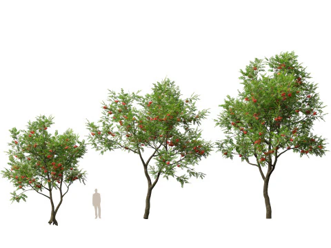 HighpolyLowpoly Sorbus Aucuparia - Mountain Ash 3D Model