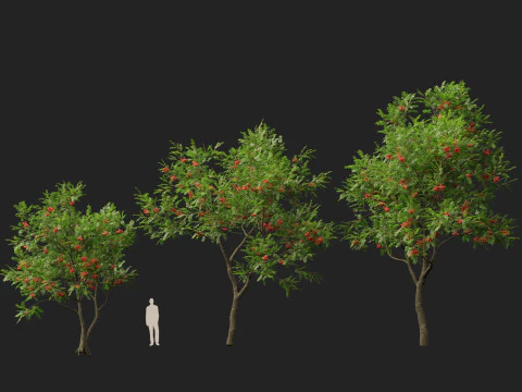 HighpolyLowpoly Sorbus Aucuparia - Mountain Ash 3D Model