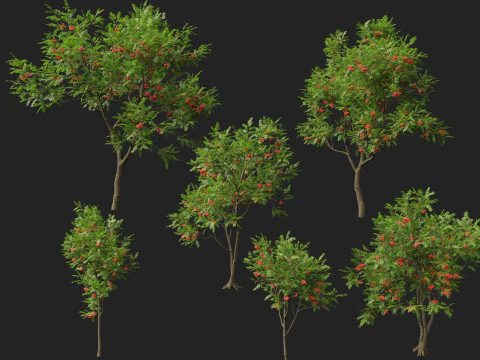 HighpolyLowpoly Sorbus Aucuparia - Mountain Ash 3D Model