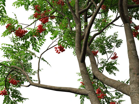 HighpolyLowpoly Sorbus Aucuparia - Mountain Ash 3D Model