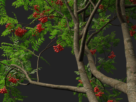 HighpolyLowpoly Sorbus Aucuparia - Mountain Ash Modèle 3D