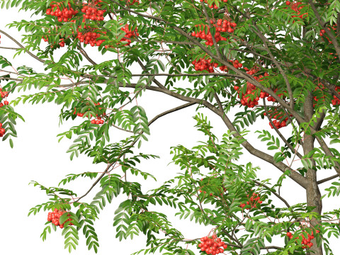 HighpolyLowpoly Sorbus Aucuparia - Mountain Ash Modèle 3D