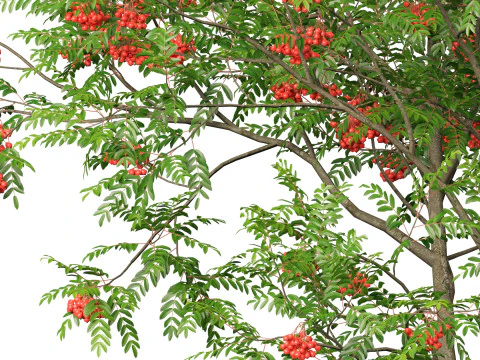 HighpolyLowpoly Sorbus Aucuparia - Mountain Ash 3D Model