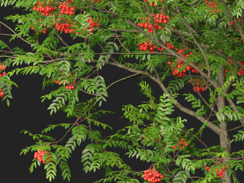 HighpolyLowpoly Sorbus Aucuparia - Mountain Ash Modèle 3D