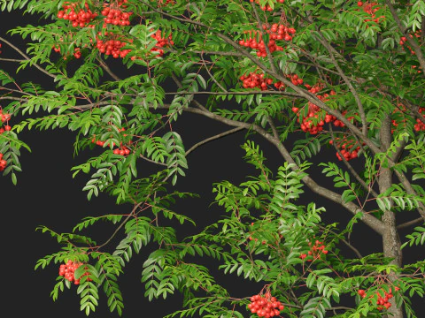 HighpolyLowpoly Sorbus Aucuparia - Mountain Ash 3D Model