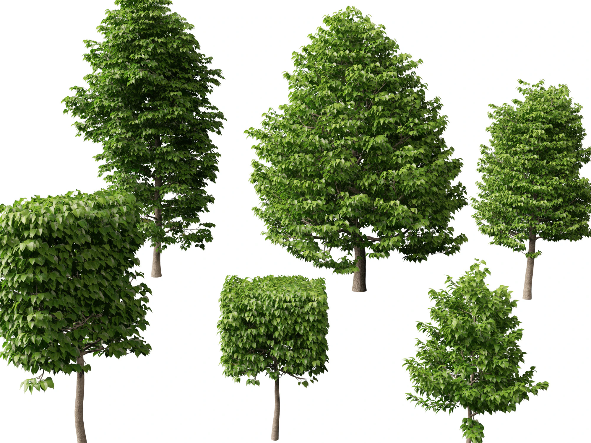 HighpolyLowpoly Tilia Platyphyllos - Tiglio a foglia larga Modello 3D .c4d .max .obj .3ds .fbx .stl .blend