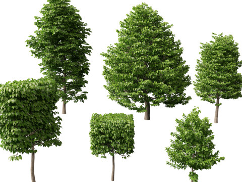 HighpolyLowpoly Tilia Platyphyllos - Large-Leaved Linden 3Dモデル