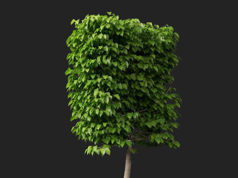 HighpolyLowpoly Tilia Platyphyllos - Large-Leaved Linden Model 3D