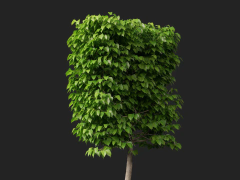 HighpolyLowpoly Tilia Platyphyllos - Tiglio a foglia larga Modello 3D