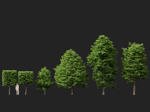 HighpolyLowpoly Tilia Platyphyllos - Large-Leaved Linden Model 3D